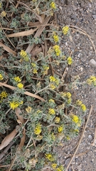 Medicago marina