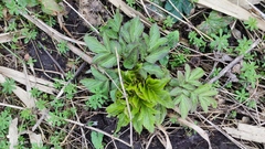 Angelica archangelica