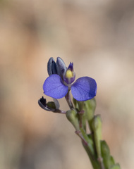 Comesperma calymega