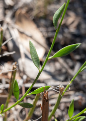 Comesperma calymega