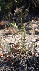 Comesperma calymega