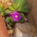 Corbichonia decumbens - Photo (c) Morten Ross, some rights reserved (CC BY-NC), uploaded by Morten Ross