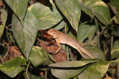 Calotes versicolor