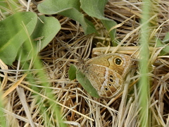 Pampasatyrus gyrtone