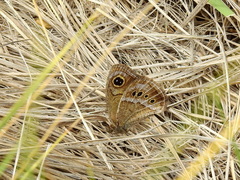 Pampasatyrus gyrtone