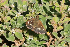Anisynta cynone