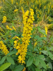 Crotalaria trichotoma