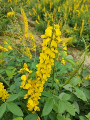 Crotalaria trichotoma