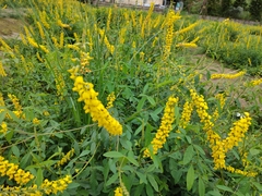 Crotalaria trichotoma