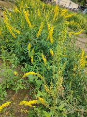 Crotalaria trichotoma