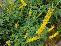 Crotalaria trichotoma