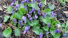 Viola odorata