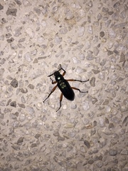 Strongylium erythrocephalum