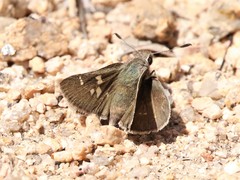 Atrytonopsis pittacus
