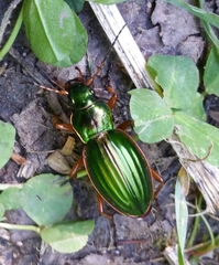 Carabus auratus