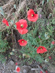 Papaver