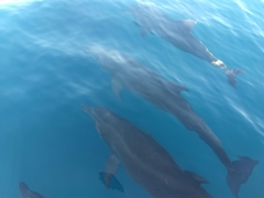 Delphininae