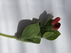 Lotus tetragonolobus
