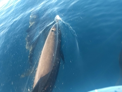 Delphininae