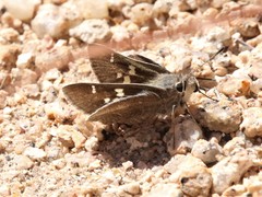 Atrytonopsis pittacus