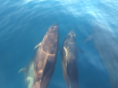 Delphininae