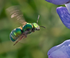 Augochloropsis humeralis