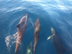 Delphininae