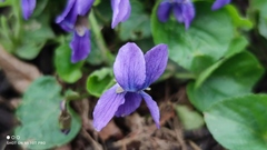 Viola odorata