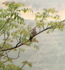 Streptopelia orientalis