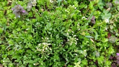 Capsella bursa-pastoris