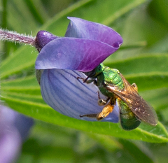 Augochloropsis humeralis