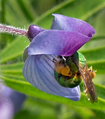 Augochloropsis humeralis