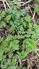 Anthriscus sylvestris