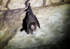 Hipposideros pomona