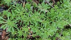 Galium aparine