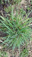 Dactylis glomerata
