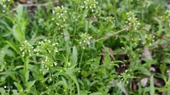 Capsella bursa-pastoris