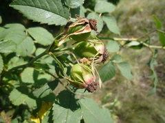 Rosa dimorpha