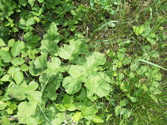 Heracleum sphondylium sphondylium