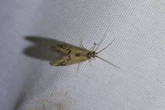 Pycnocentrodes aeris