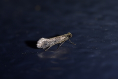 Tinea pallescentella