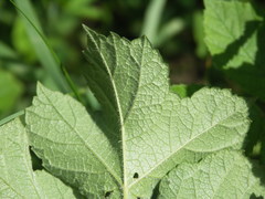 Heracleum sphondylium sphondylium