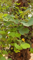 Bauhinia racemosa