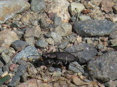 Cicindela longilabris