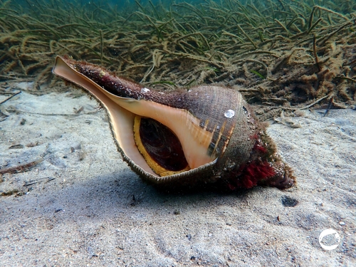Australian Trumpet (Syrinx aruana) · iNaturalist