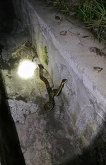 Protobothrops himalayanus