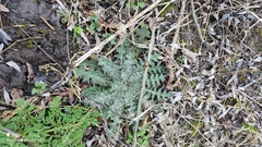 Cirsium vulgare