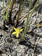 Hypoxis wrightii