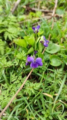 Viola odorata