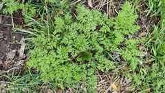 Anthriscus sylvestris
